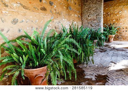 Potted Green Plants - Old World Forkedfern, Uluhe (hawaiian), And Dilim (filipino). (dicranopteris L