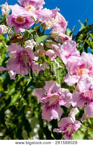 Podranea Ricasoliana Seeds (zimbabwe Creeper, Pink Trumpet Vine, Port St. Johns Creeper, Queen Of Sh