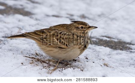 Crested Lark Posing On Snowy Ground In Winter