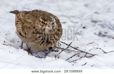 Crested Lark With Snow Covered Head And Face While Feeding On The Ground