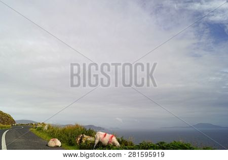 Sheep On The Scenic Route To Keem Beach. Keem Beach Is Located In Keem Bay, A Beautiful, Secluded Ba
