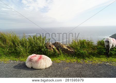 Sheep On The Scenic Route To Keem Beach. Keem Beach Is Located In Keem Bay, A Beautiful, Secluded Ba