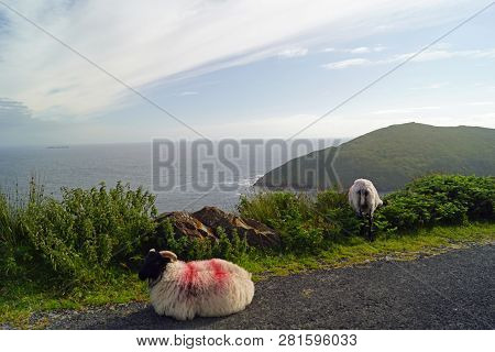 Sheep On The Scenic Route To Keem Beach. Keem Beach Is Located In Keem Bay, A Beautiful, Secluded Ba