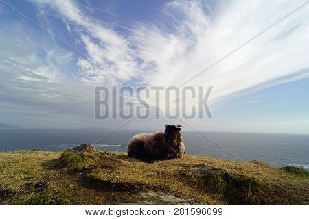 Sheep On The Scenic Route To Keem Beach. Keem Beach Is Located In Keem Bay, A Beautiful, Secluded Ba