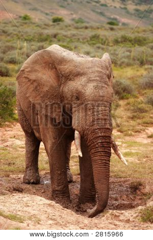 Elefant Bull (Loxodonta Africana) bei einer Mudhole