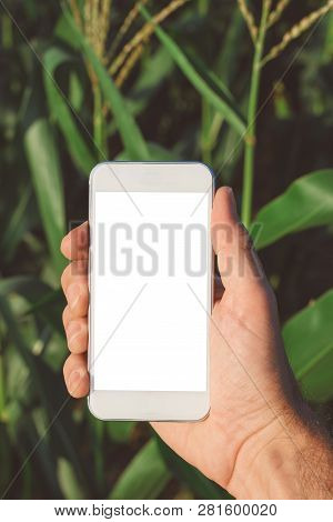 Agricultural Smartphone App Mock Up Screen In Corn Farming, Farmer Agronomist Holding Mobile Phone W