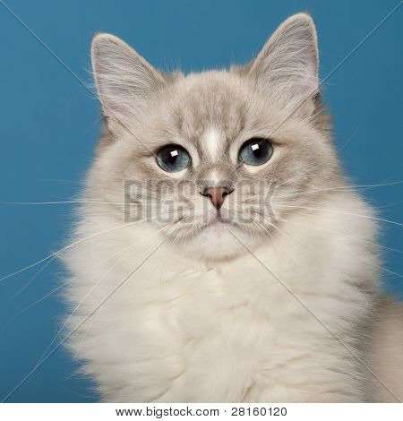 Gatto Ragdoll, 1 anno di età, davanti a sfondo blu