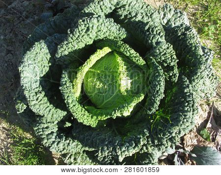 Organic Savoy Cabbage In Field . Known As Cavolo Verza In Italy