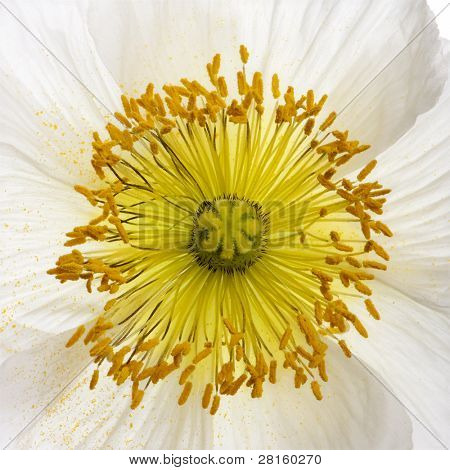 Bianco alpino papavero, Papaver alpinum, close up