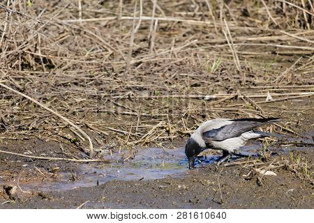 Portrait Of A Hooded Crow (corvus Cornix), In Early Spring. Crow Looks For Food In Spring.