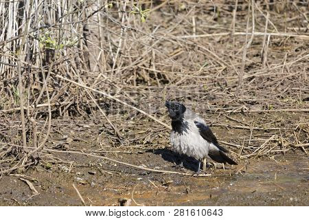 Portrait Of A Hooded Crow (corvus Cornix), In Early Spring. Crow Looks For Food In Spring.