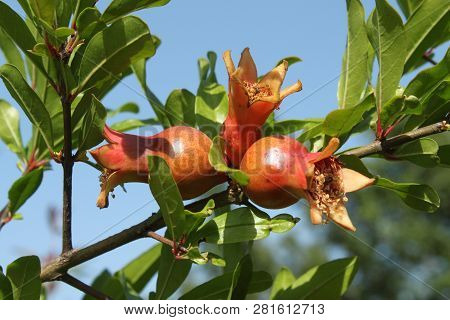 Three Red Mature Pomegranate Fruits On Green Tree. Blue Sky At The Background.