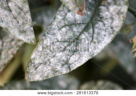 Powdery Mildew Caused By Golovinomyces Asperifoliorum On Green Leaf Of Prickly Comfrey Or Symphytum 