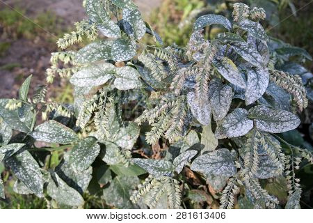 Powdery Mildew Caused By Golovinomyces Asperifoliorum On Green Leaves Of Prickly Comfrey Or Symphytu