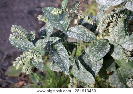 Powdery Mildew Caused By Golovinomyces Asperifoliorum On Green Leaves Of Prickly Comfrey Or Symphytu