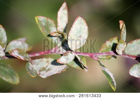 Powdery Mildew Caused By Erysiphe Berberidis On Green Leaves Of Barberry (berberis Vulgaris)