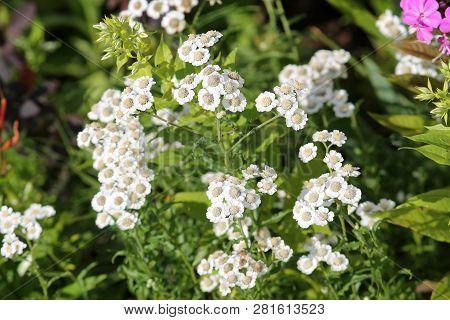 White Flowers Of Achillea Ptarmica Or European Pellitory In Garden