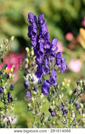 Flowering Aconite Or Aconitum Napellus With Blue Flowers In Garden