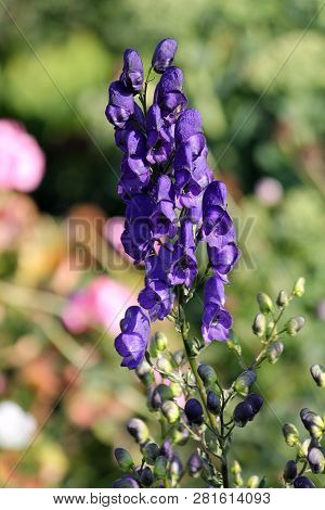 Flowering Aconite Or Aconitum Napellus With Blue Flowers In Garden
