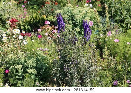 Aconite Or Aconitum Napellus With Blue Flowers. General View Of Flowering Plant On Flowerbed