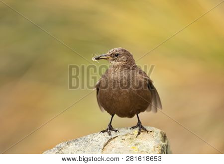 Close-up Of Tussock-bird Known As Blackish Cinclodes Perching On A Rock On A Coastal Area Of Falklan