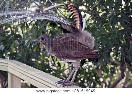 This Is A Close Up Of A Lyre Bird With Its Tail Up