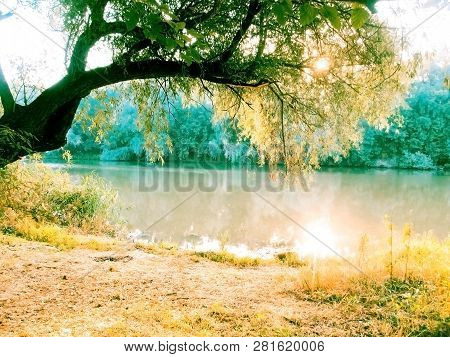 Beautiful Tree By The River At Sunrise