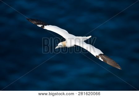 Close Up Of A Northern Gannet (morus Bassana) In Flight Above Blue Sea, Noss Island, Shetland, Uk.