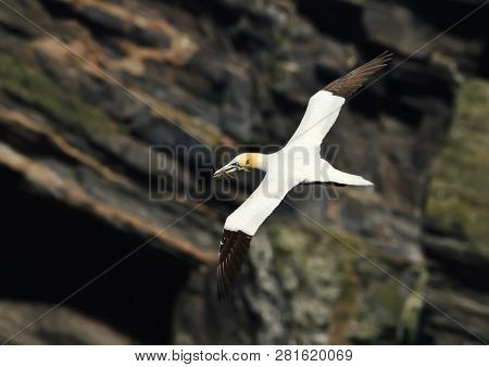 Northern Gannet (morus Bassana) In Flight On The Rocky Coast Of Noss Island, Shetland, Uk.