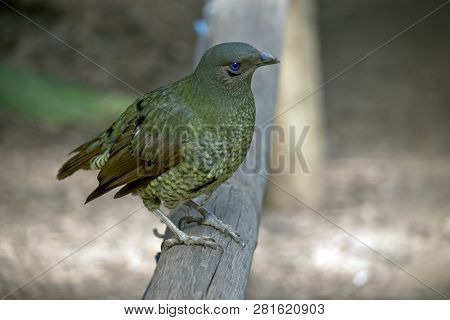 The Female Satin Bowerbird Is Resting On A Railing