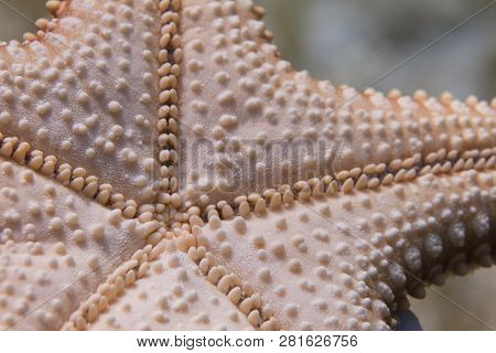 Bottom Side Of Red Cushion Sea Star (starfish) On Coral Reef Off Long Key, Florida Keys, Florida