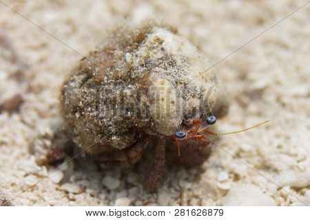 Blue-eye Hermit Crab (paguristes Sericeus) On Coral Reef Off Marathon, Florida Keys, Florida