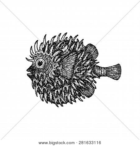 Dotwork Fish Hedgehog. Vector Illustration Of T-shirt Design. Tattoo Hand Drawn Sketch.