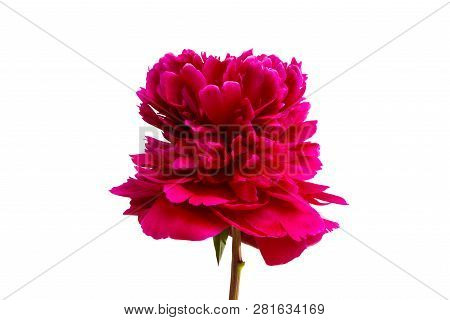 Peony  Vermeil Flower Isolated On White Background