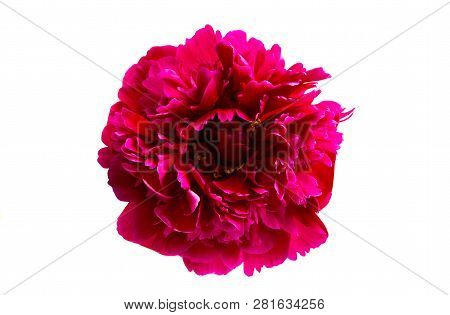 Peony  Vermeil Flower Isolated On White Background