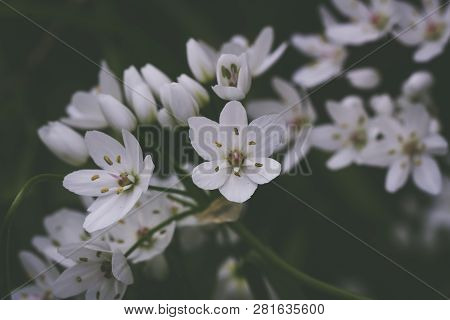Small White Delicate Allium Flowers With A Green Background