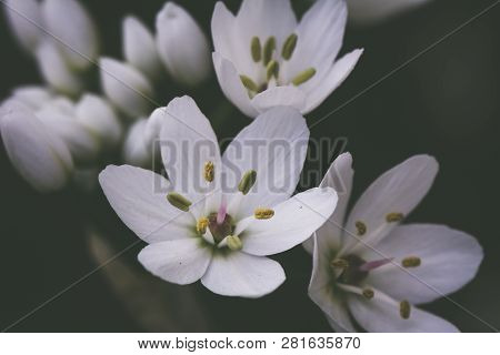 Small White Delicate Allium Flowers With A Green Background