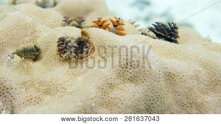 Christmas Worms On A Coral In The Sea Of Togian Islands, Indonesia