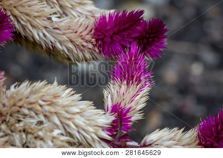 Close Up Image Of An Old Fading Celosia Plant