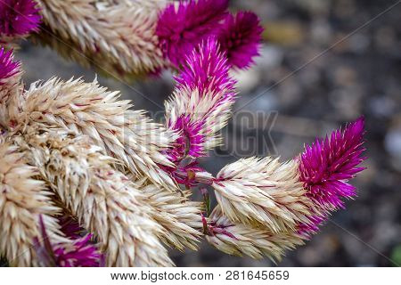 Close Up Image Of An Old Fading Celosia Plant