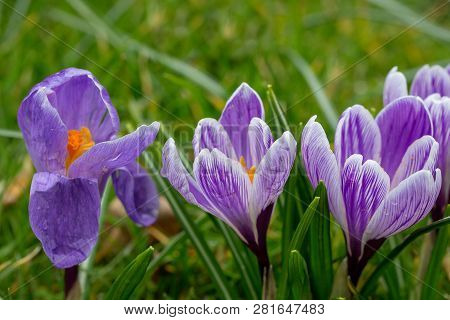 Blooming Striped Pickwick Crocus Flowers Against A Green Background