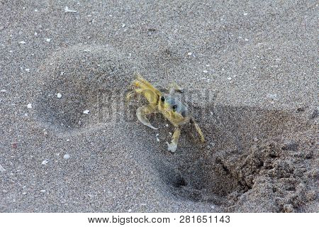 Atlantic Ghost Crab On Treasure Beach, Jamaica