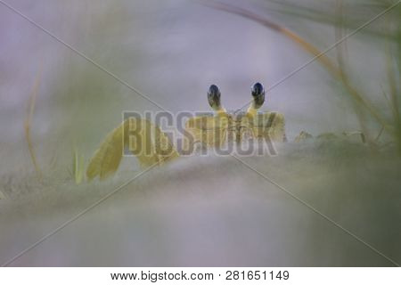 Atlantic Ghost Crab On Treasure Beach, Jamaica