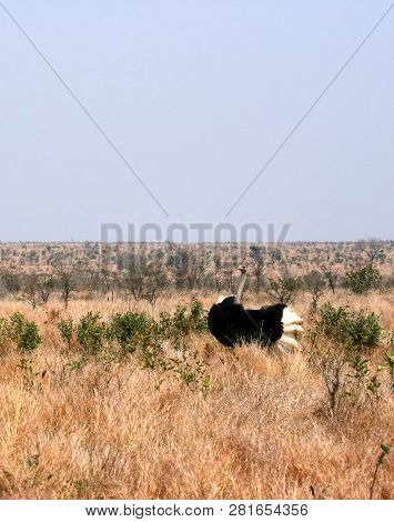 An Ostrich Chasing Off A Would-be Suitor