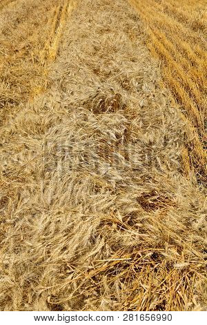 Ripe Golden Wheat Ready For Harvest As It Is In A Swath
