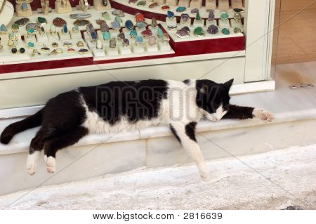 Gatto
