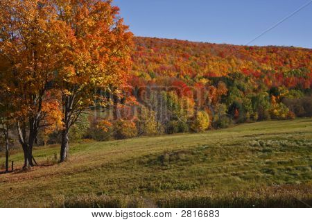 Fall Scene