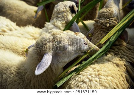 Sheep Eats Green Bush In The Pasture
