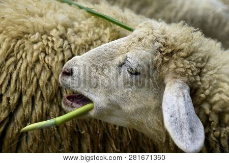 Sheep Eats Green Bush In The Pasture