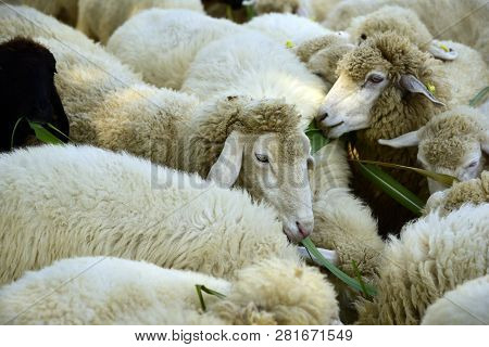 Sheep Eats Green Bush In The Pasture